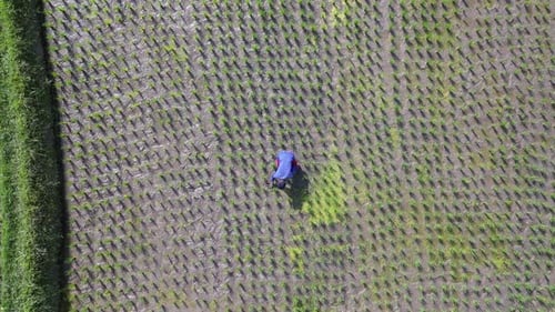 Top-down aerial view of a farmer working on a rice field