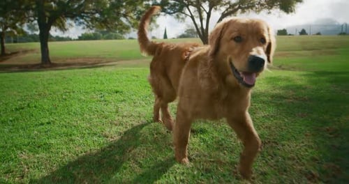 Adorable Golden Retriever happily runs towards camera in park, summer dog park