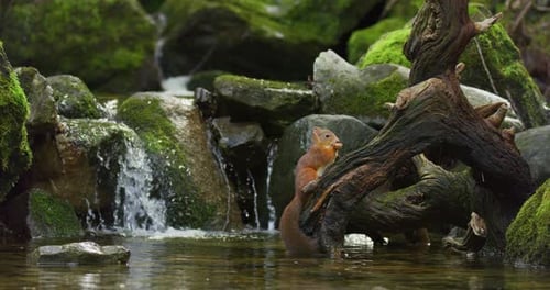 Schönes rotes Eichhörnchen, das Nahrung am Baumstamm im Wasser isst