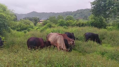 Cattle Grazing Peacefully in a Green Rural Meadow