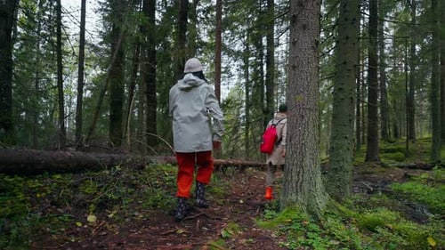 Travelers Walking In Dense Coniferous Forest In Autumn Hiking And Backpacking In Nature