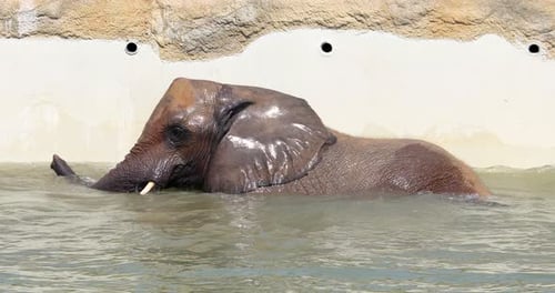 Young Elephant Swimming in Water Enclosure on Sunny Day