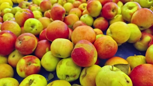 Deliciosa cosecha de manzanas rojas y verdes en el mercado