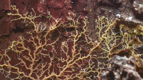Slime mold plasmodium reaction and respond to bright light exposure