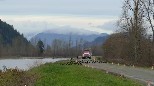 Larges Trucks Slowly Approaching Along Road With Group Of Birds In The Way Before Flying Away In Abb