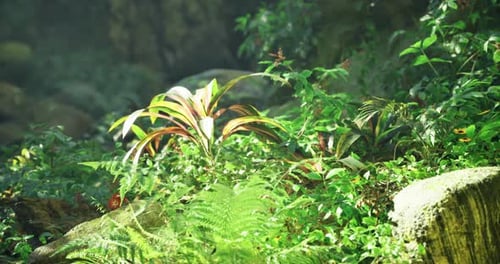 Lush Green Plants Thrive in a Serene Forest Environment in the Morning Light