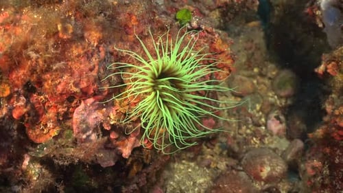 Vivid Sea Anemone on underwater reef in the mediterranean Sea