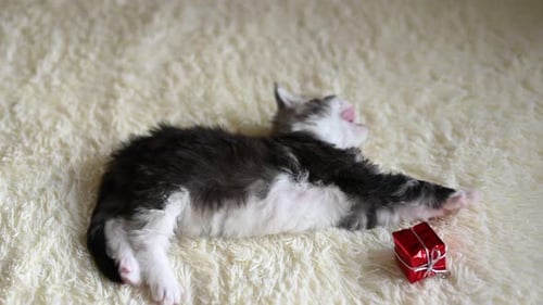 Cute Kitten Playing with Christmas Gift on Blanket