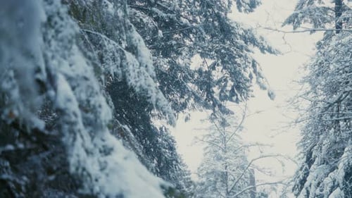 Verschneiter Wald mit schneebedeckten Pinien in einem atemberaubenden Winterwunderland