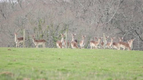 deer in the new forest clip 10