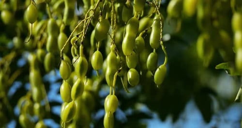 Haricots de Styphnolobium japonicum également connus sous le nom d'arbre à pagode.