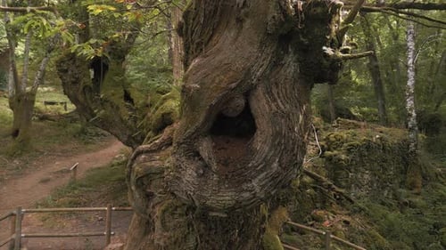 Fenced Old Tree Amidst Rainforest On Forest Hike Trail. Zoom Out Shot