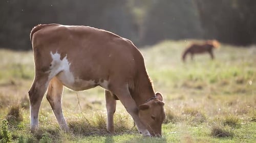Domestic Cow Grazing on Farm Pasture with Green Grass
