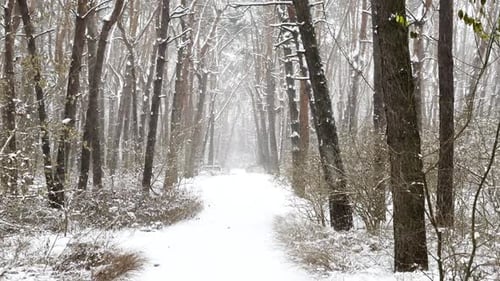 View to Long Trail with Falling Snow at Winter Woodland Snowcovered Branches of Pine at Wild Forest