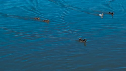 Wild ducks family diving in turquoise lake.
