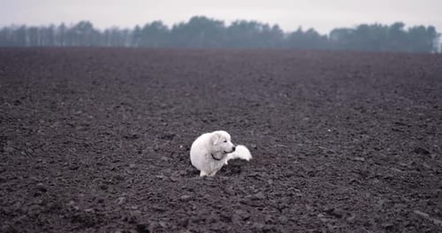 Petit chien blanc explorant un vaste champ rural labouré
