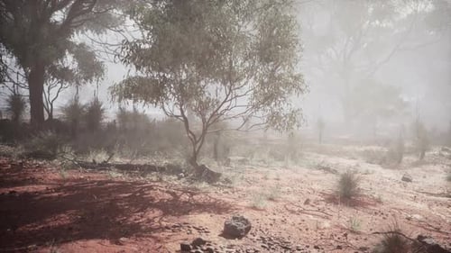 Misty Australian Bushland Forest Morning Landscape