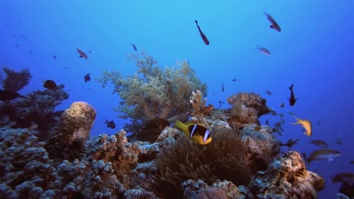 Coral Reef Ecosystem Thriving with Fish and Marine Life
