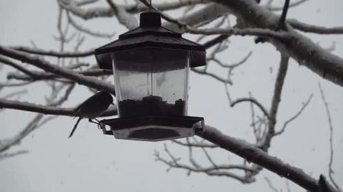 Bird Feeds on Winter Day as Snow Falls