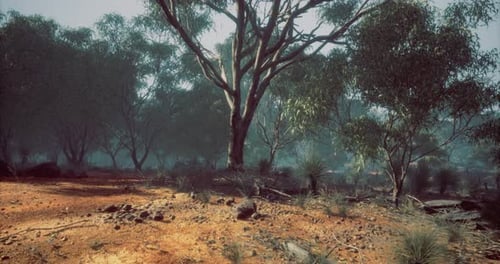 Golden Hour Sunlight in Australian Bushland Environment