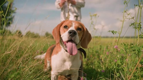 CloseUp of Happy Beagle with Leash in Grassy Field Held By Owner