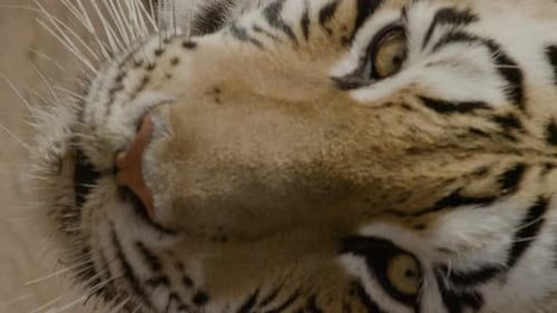 Vertical video tiger close up