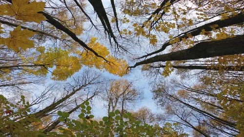 View of the autumn trees from the bottom up. Bottom-up view on the crowns of trees in a dense forest