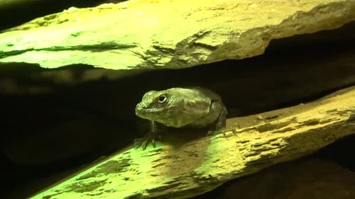 Green lizard among stones, front view
