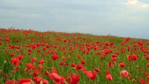 Red Poppy Flowers in a Wild Field