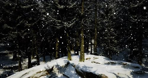 Snowfall Blankets a Serene Forest Landscape During Winter Season