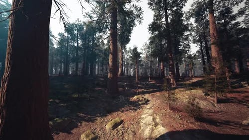 Radiant Pine Pathway Weaving Through Thick Forest and Foliage