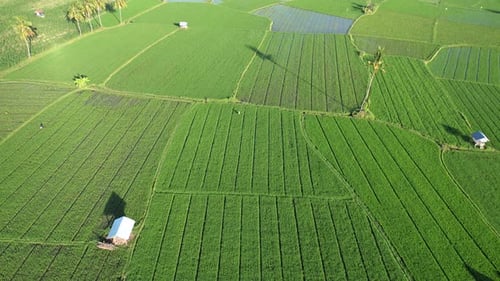 Agriculture Pattren rice field farmerland