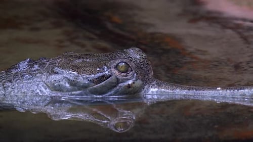 Un gavial indien régulièrement immergé dans l'eau avec sa tête et sa bouche au-dessus de l'eau - gros plan