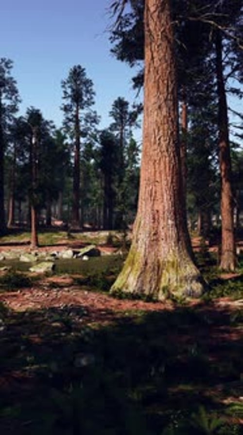 A Dense Forest with Tall Trees