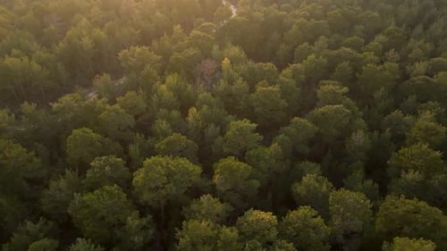 Aerial Drone View Flight Over Rural Area and Pine Tree Forest in Mountain at Sunset
