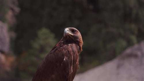 Nahaufnahme von Eagle Bird in Zeitlupe