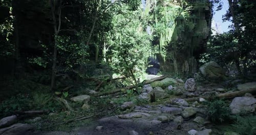 Discover a Vibrant Tropical Forest with Sunlight Filtering Through