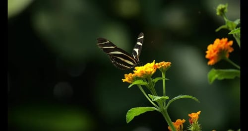 Butterfly pollinating a flower, Flapping Wings, Slow Motion 4K