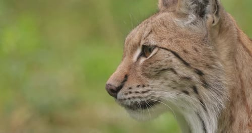The Eurasian lynx (Lynx lynx) in the forest.