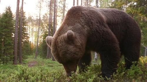 Majestic Brown Bear Foraging in Sunlit Forest