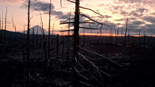 Devastated Landscape with Burnt Trees at Sunrise