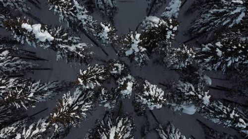Top down view of untouched spruce forest covered with snow.