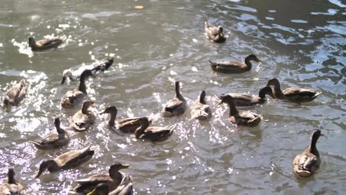 Ducks in the water are fed
