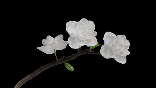 White Flowers Bloom On Branch With Alpha Channel Overlay