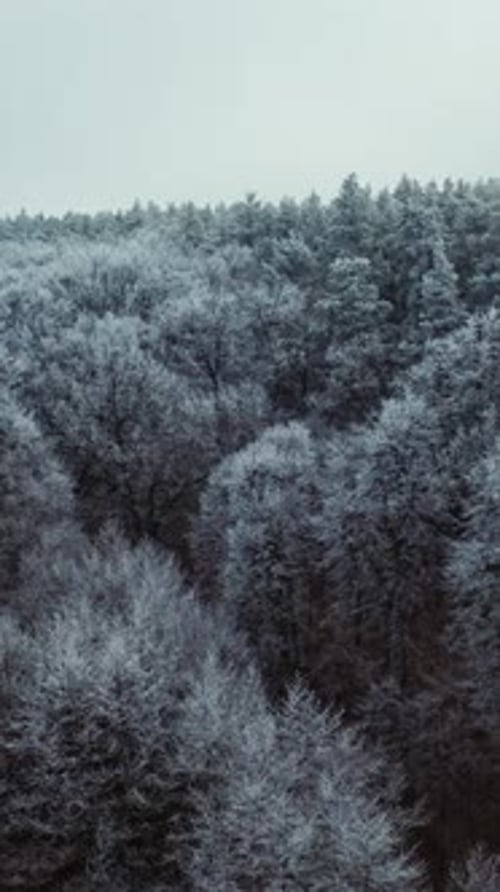 Flight over the top of frosty trees. Winter landscape of the forest.