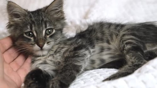 Female's Hand Stroking a Small Cat Pet Care Looking at Camera Close Up Kitten Falling Asleep