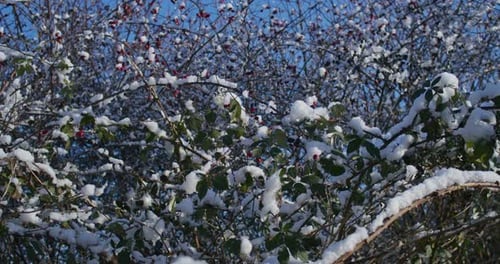 Rosehip Berries in the Snow in Winter
