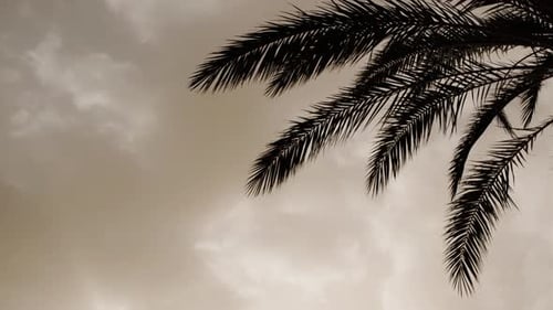 Close Up Shot of Palm Trees During Sandstorm on the Canary Islands Calima