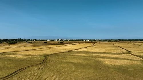 Dry Paddy Field By A Drone Moving Rightwards