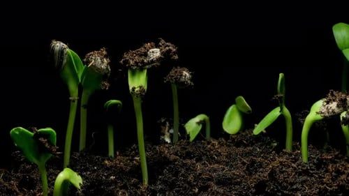 Growing seeds rising from soil time lapse 4k footage.